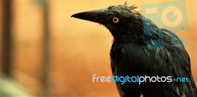 Australian Raven Stock Photo