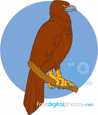 Australian Wedge-tailed Eagle Perch Drawing Stock Image