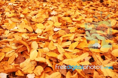 Autumn Stock Photo