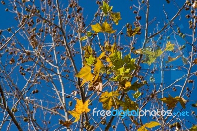 Autumn Stock Photo