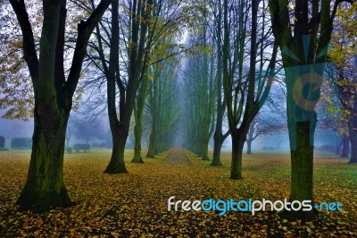 Autumn Avenue Stock Photo