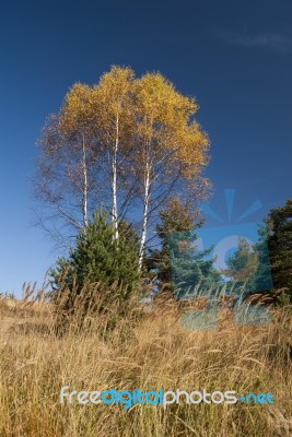 Autumn  Colors Stock Photo