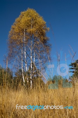 Autumn  Colors Stock Photo