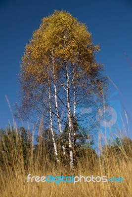 Autumn  Colors Stock Photo