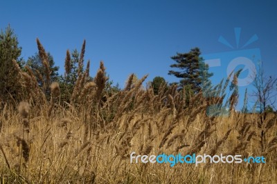 Autumn  Colors Stock Photo