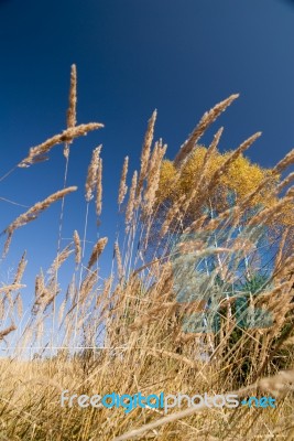 Autumn  Colors Stock Photo