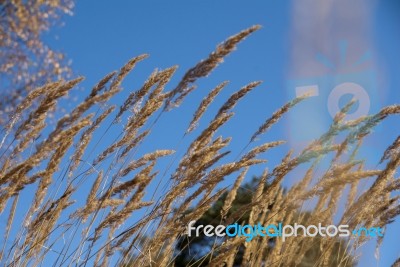 Autumn  Colors Stock Photo