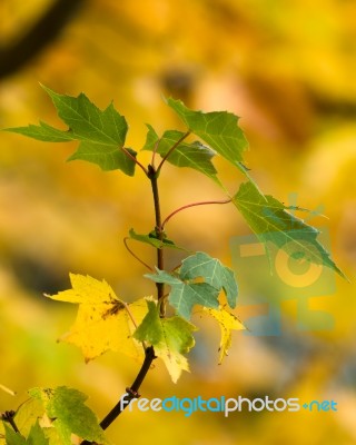 Autumn Colours Stock Photo