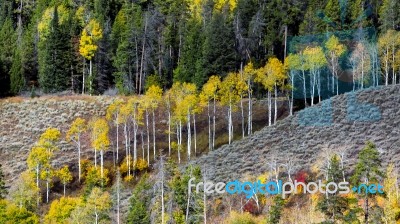 Autumn Colours In Wyoming Stock Photo