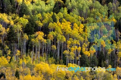 Autumn Colours In Wyoming Stock Photo