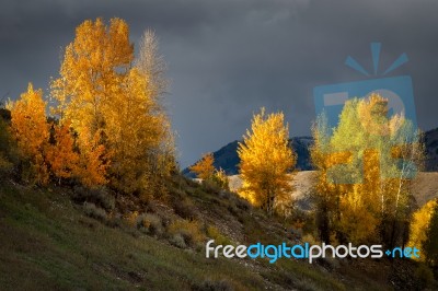 Autumn Colours In Wyoming Stock Photo