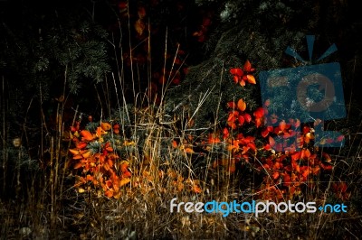 Autumn Colours In Wyoming Stock Photo