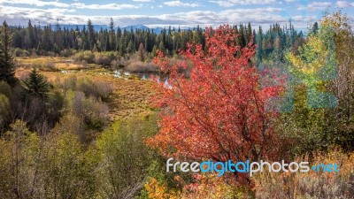 Autumn Colours In Wyoming Stock Photo