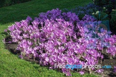 Autumn Crocus ( Colchicum Autumnale) Stock Photo