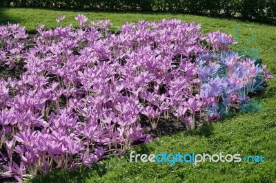 Autumn Crocus ( Colchicum Autumnale) Stock Photo