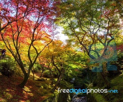 Autumn Foliage At Tofukuji Temple, Kyoto Stock Photo