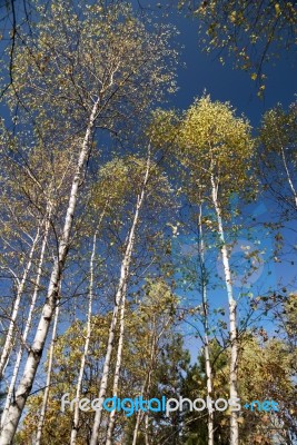 Autumn Foliage Colors Stock Photo