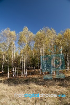 Autumn Foliage Colors Stock Photo