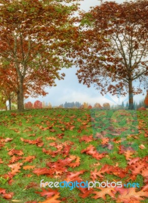 Autumn Foliage Near To Far Stock Photo