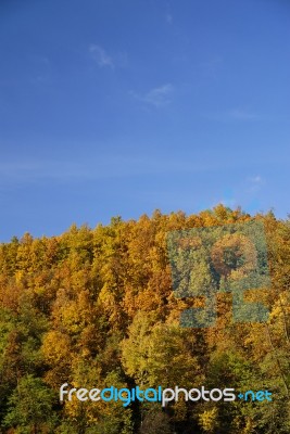 Autumn Forest Stock Photo