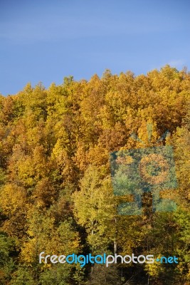 Autumn Forest Stock Photo