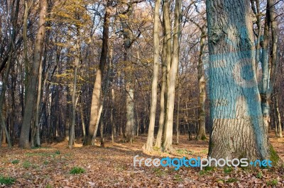 Autumn Forest Stock Photo