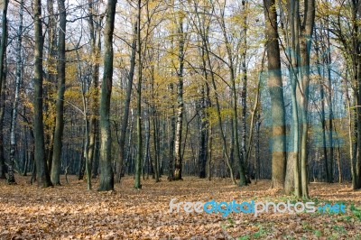 Autumn Forest Stock Photo