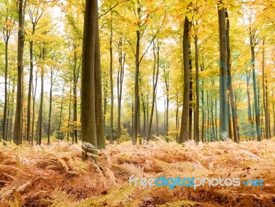 Autumn Forest Stock Photo