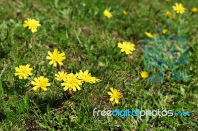 Autumn Hawkbit (leontodon Autumnalis) Stock Photo