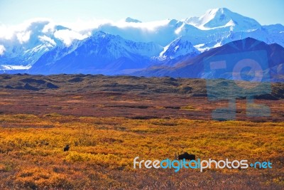 Autumn  In Denali National Park Stock Photo