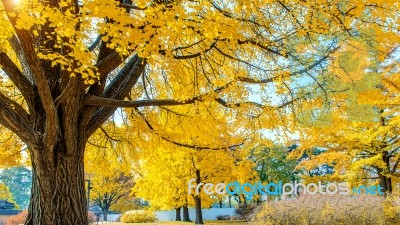 Autumn In Gyeongbokgung Palace,south Korea Stock Photo