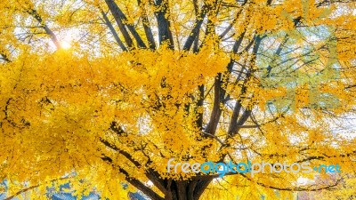 Autumn In Gyeongbokgung Palace,south Korea Stock Photo