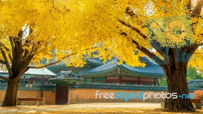 Autumn In Gyeongbokgung Palace,south Korea Stock Photo