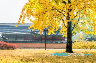 Autumn In Gyeongbukgung Palace,korea Stock Photo