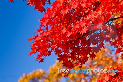 Autumn In Japan Stock Photo