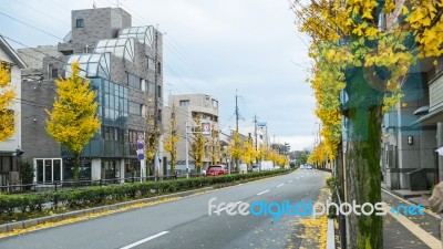 Autumn In Japan, Season Change In Japan, Ginkgo Biloba On The Wa… Stock Photo