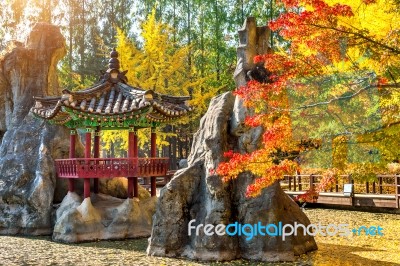 Autumn In Nami Island, Korea Stock Photo