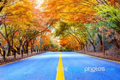 Autumn In National Park, South Korea Stock Photo