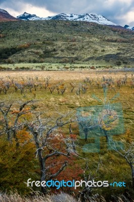 Autumn In Patagonia. The Torres Del Paine National Park In The S… Stock Photo