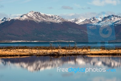 Autumn In Patagonia. Tierra Del Fuego, Beagle Channel And Chilea… Stock Photo