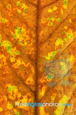 Autumn Leaf Stock Photo