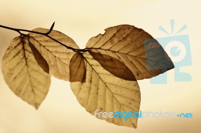 Autumn Leaf Stock Photo