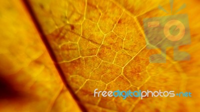 Autumn Leaf Stock Photo