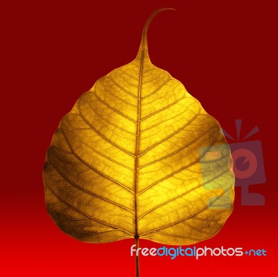 Autumn Leaf Stock Photo