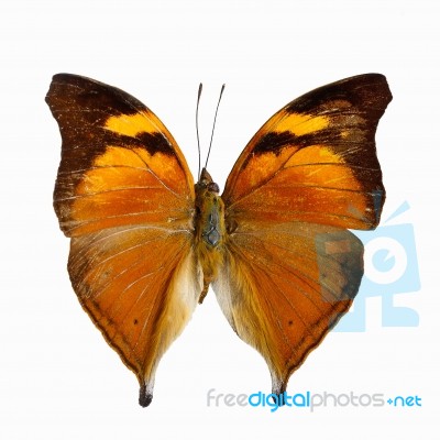 Autumn Leaf Butterfly Stock Photo