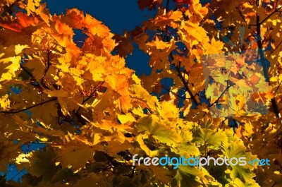 Autumn Leaves Stock Photo