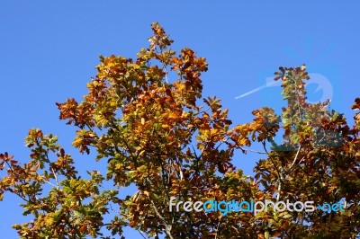 Autumn Leaves Stock Photo