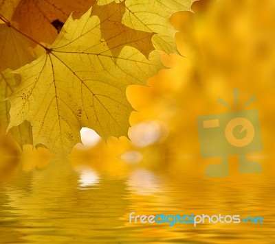 Autumn Leaves Stock Image