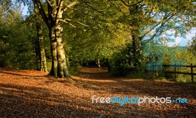 Autumn Leaves Stock Photo