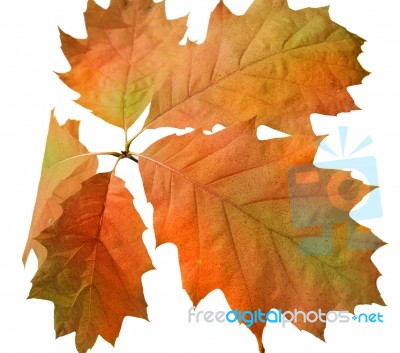 Autumn Leaves Stock Photo